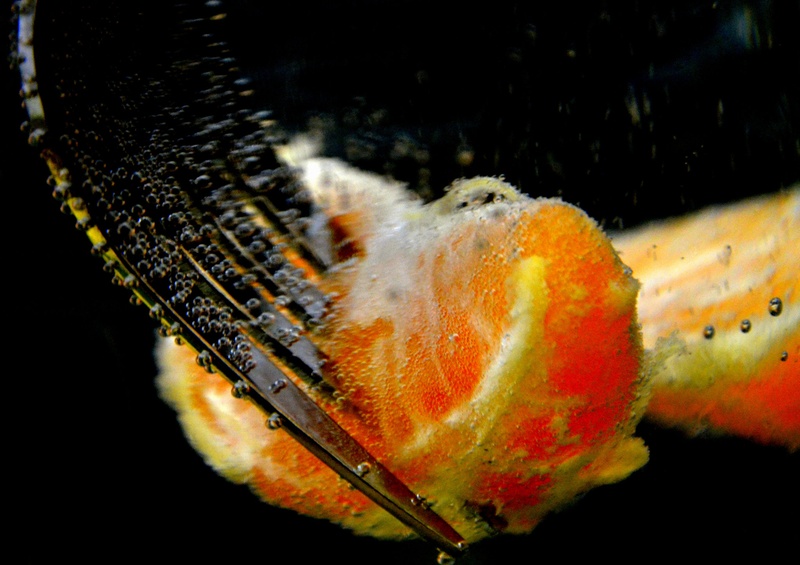 Mandarina by Darja Cesar