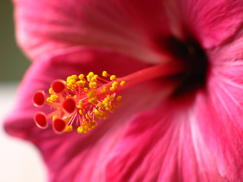 hIbIsKuS by Sebastijan