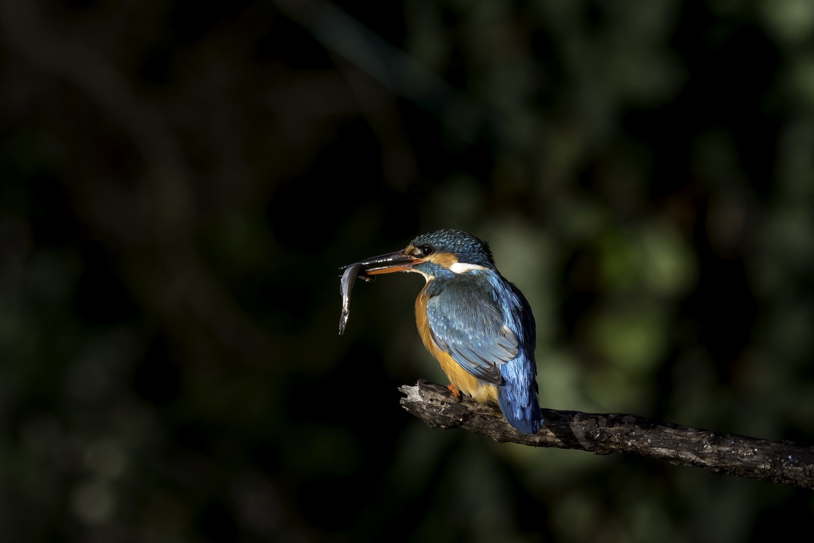 pa te imam by Marjan Gresl