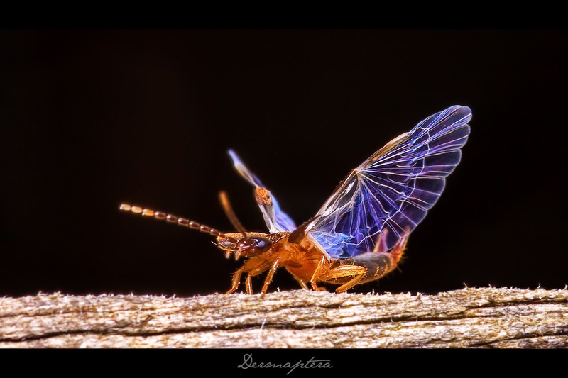 Dermaptera by Emil B