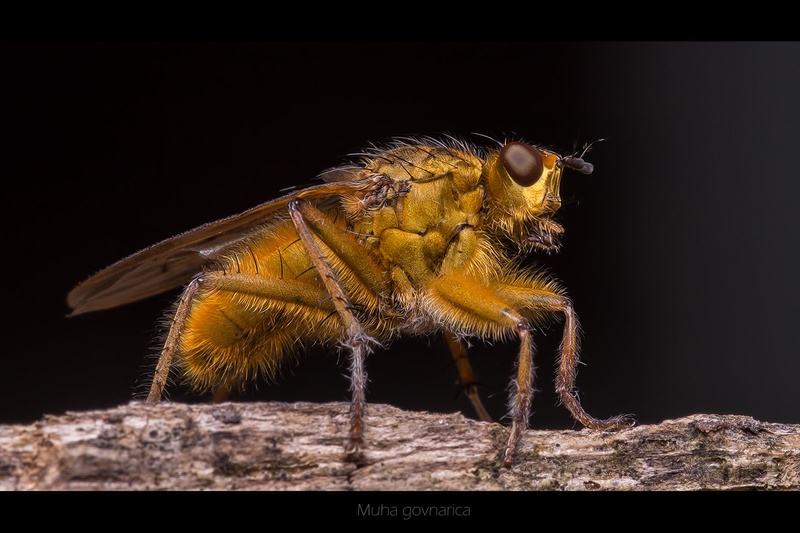 Govnarica by Emil B