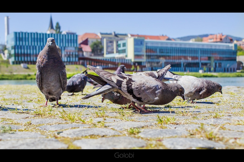 Golobi by Emil B