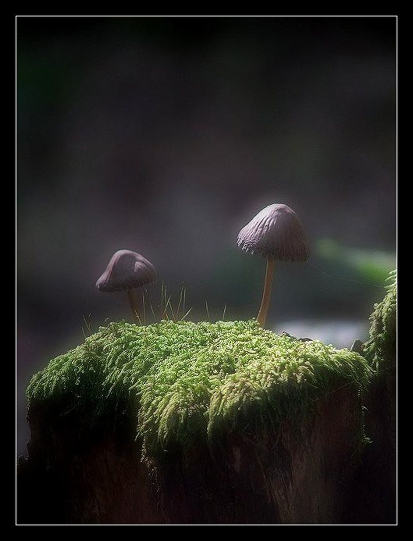 Užitni ??? by Emil B