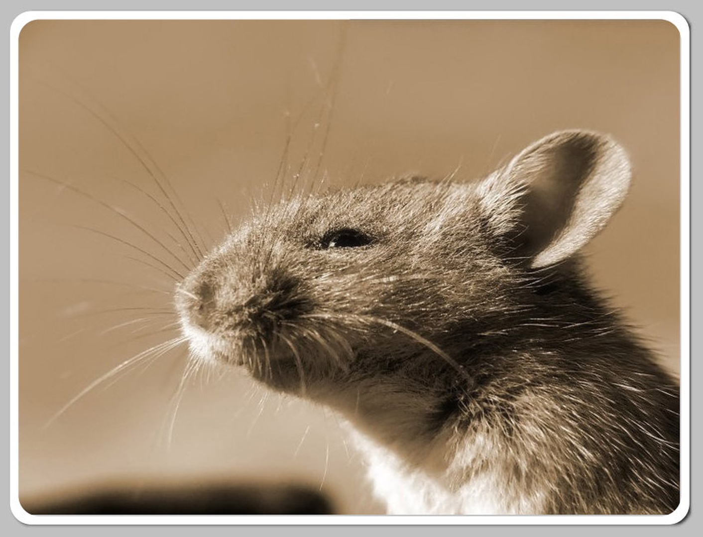 The_Mouse by Emil B