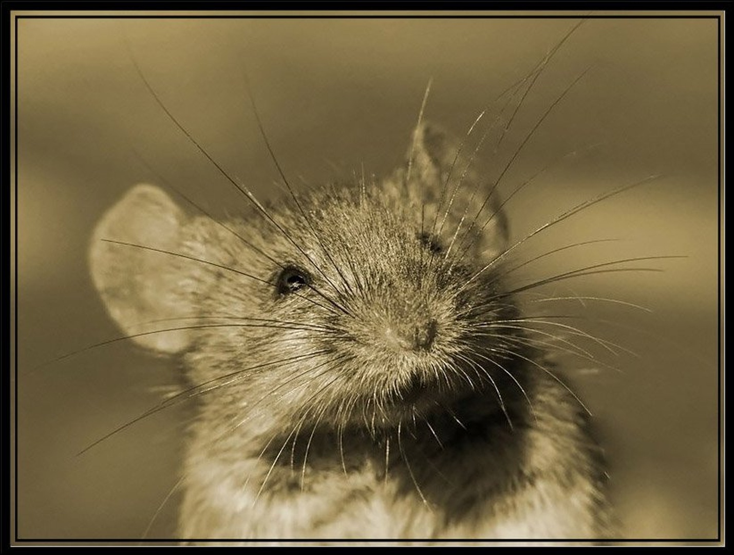 The_Mouse_II by Emil B