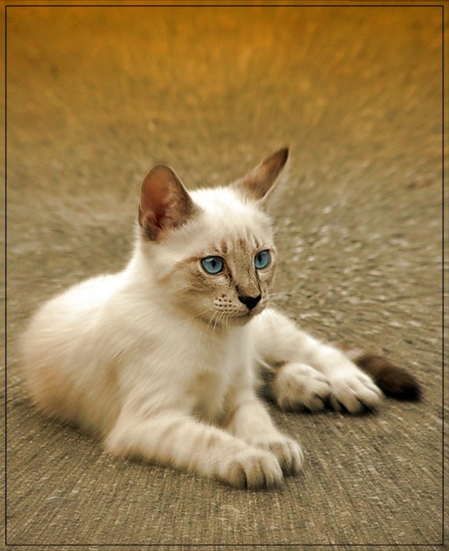 Blue Eyes Cat by Emil B