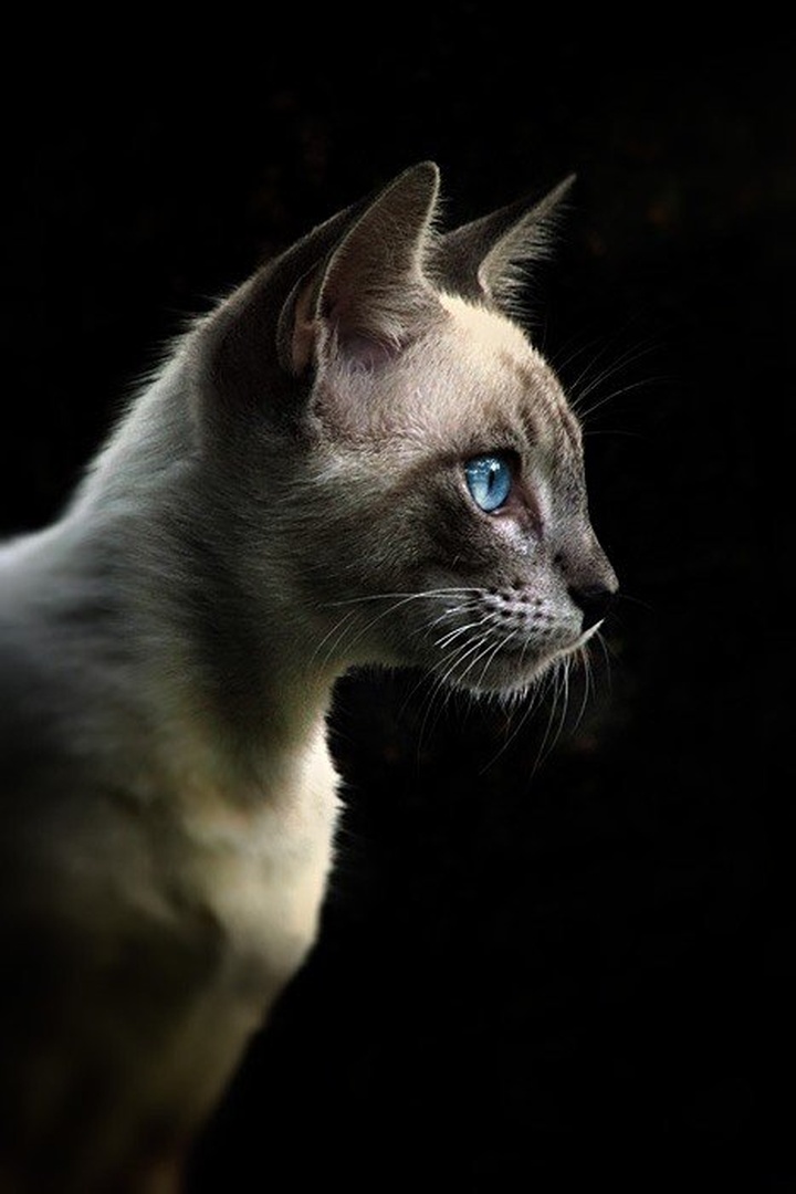 Blue Eyes Cat II by Emil B