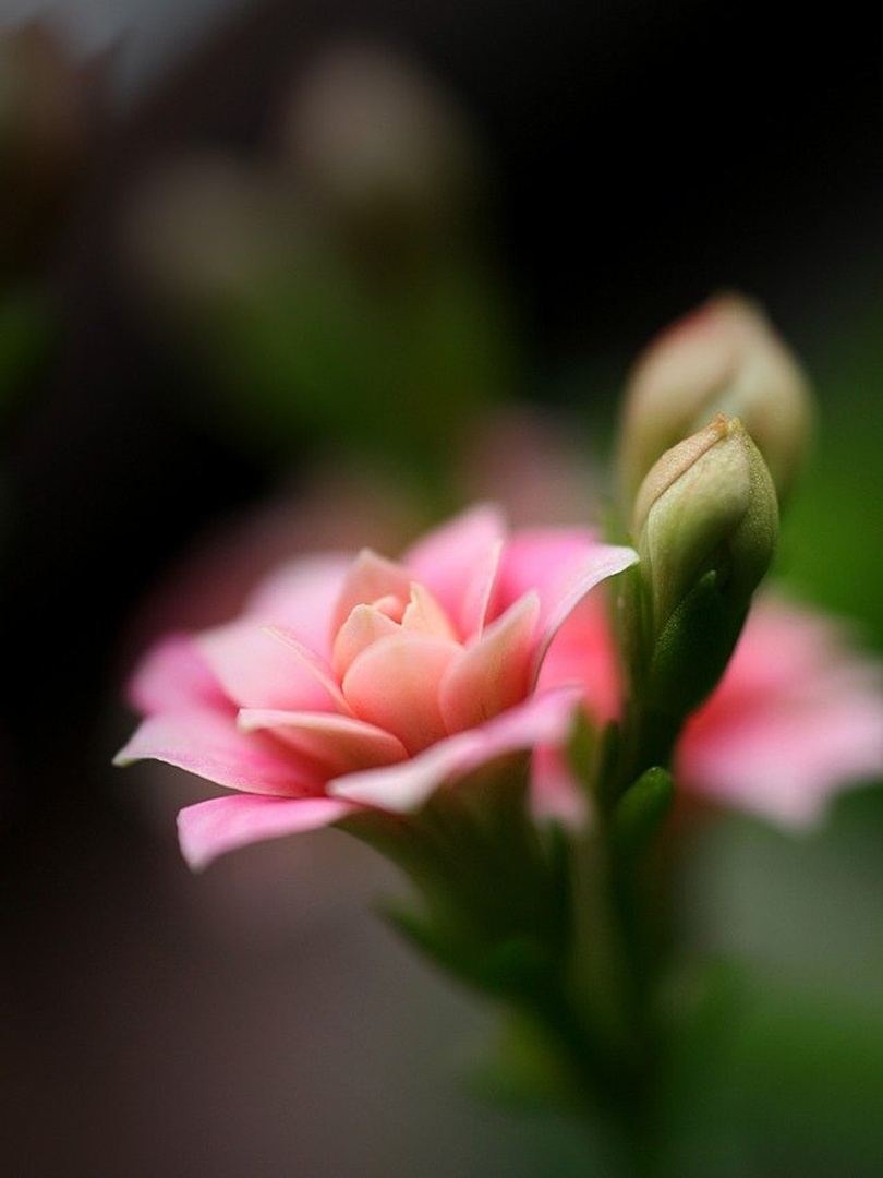 Kalanchoe by Emil B