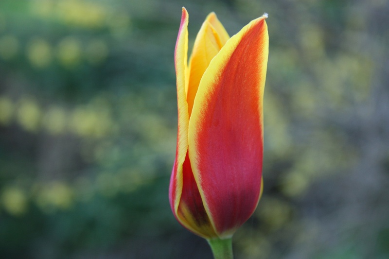 Tulipan by Andreja Blažin