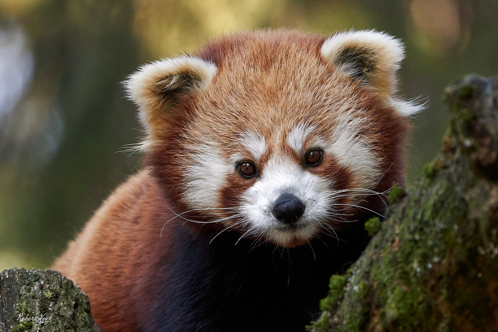 Mačji panda by Robert Vovk