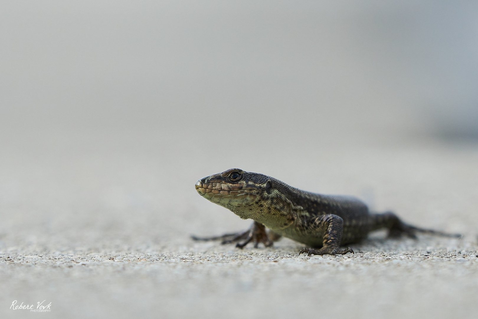 Lacerta Agilis by Robert Vovk