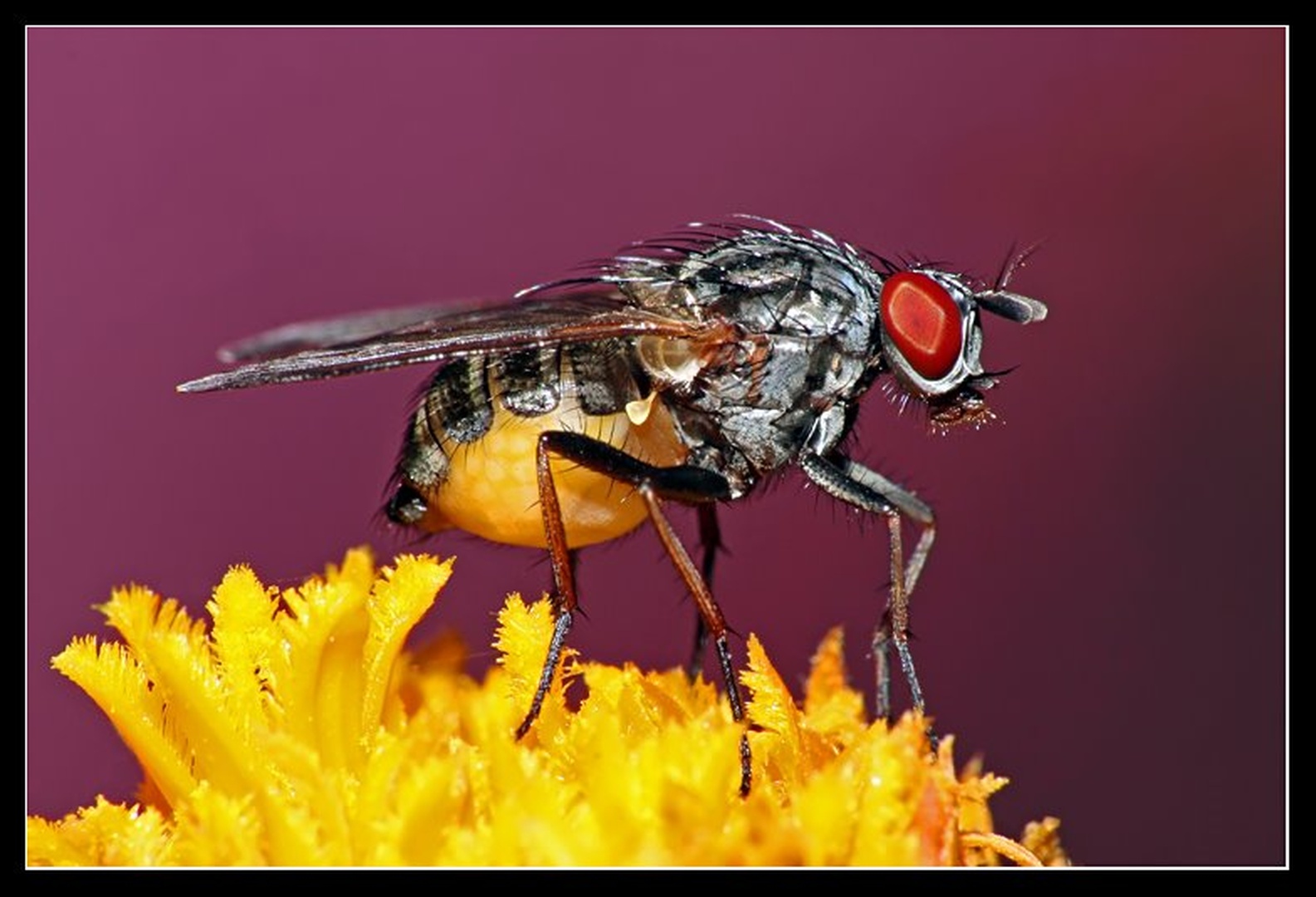 pregnat fly by Denis Ferlič