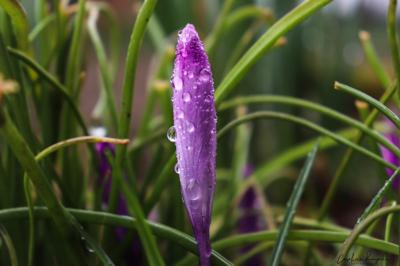 Saffron post-rain by Carolina Rožman