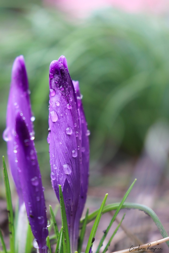 Saffron post-rain #2 by Carolina Rožman