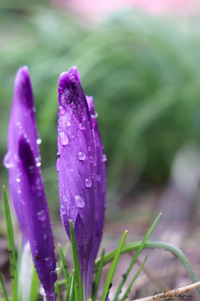Saffron post-rain #2 by Carolina Rožman