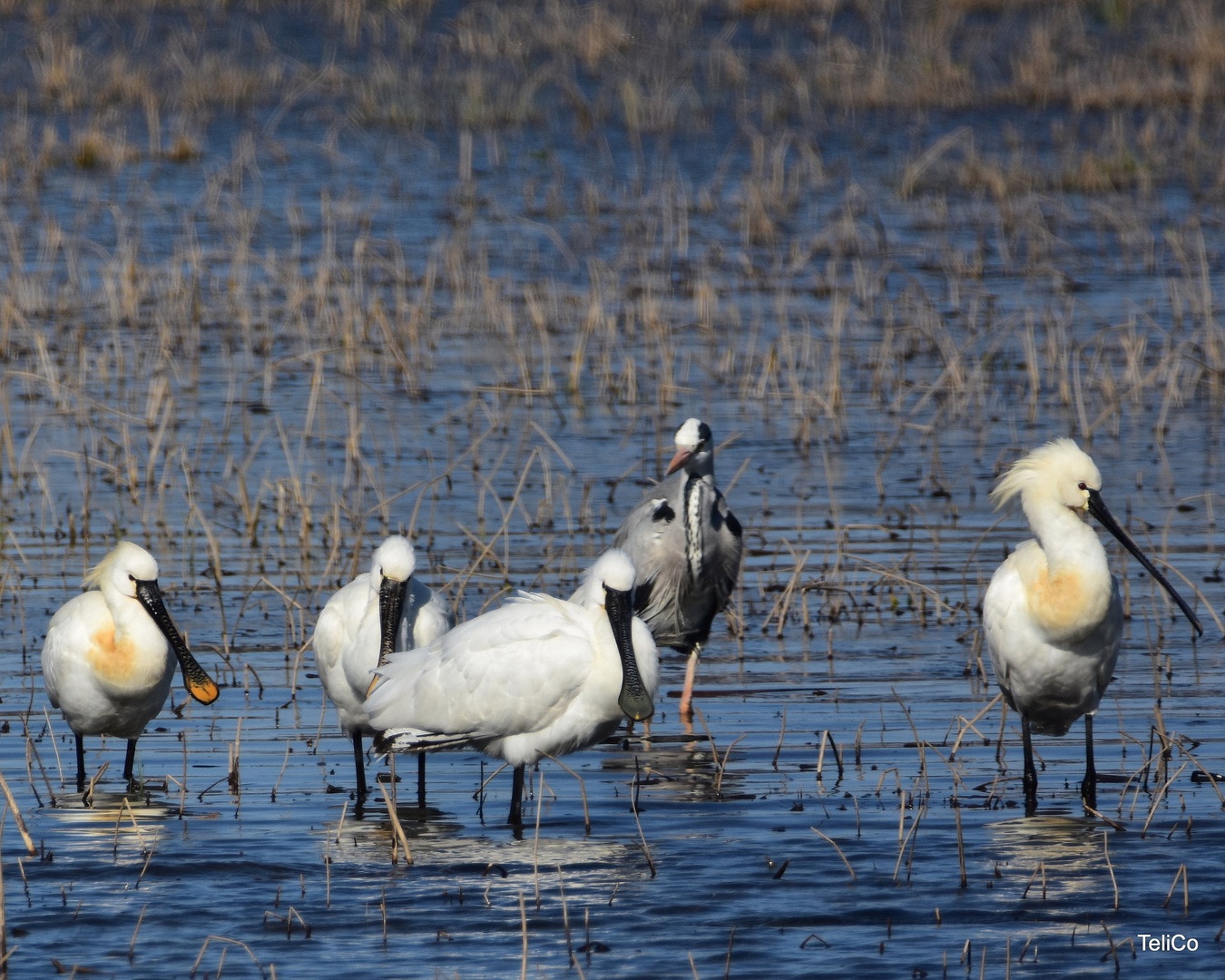 Žličarke/ Platalea leucorodia in Siva čaplja/ Ardea cinerea by Drago