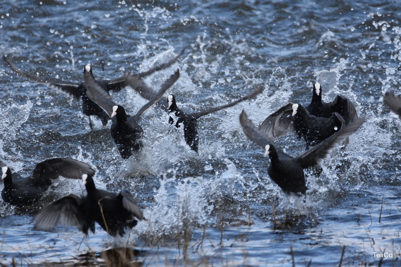 Črne liske/ Fulica atra by Drago