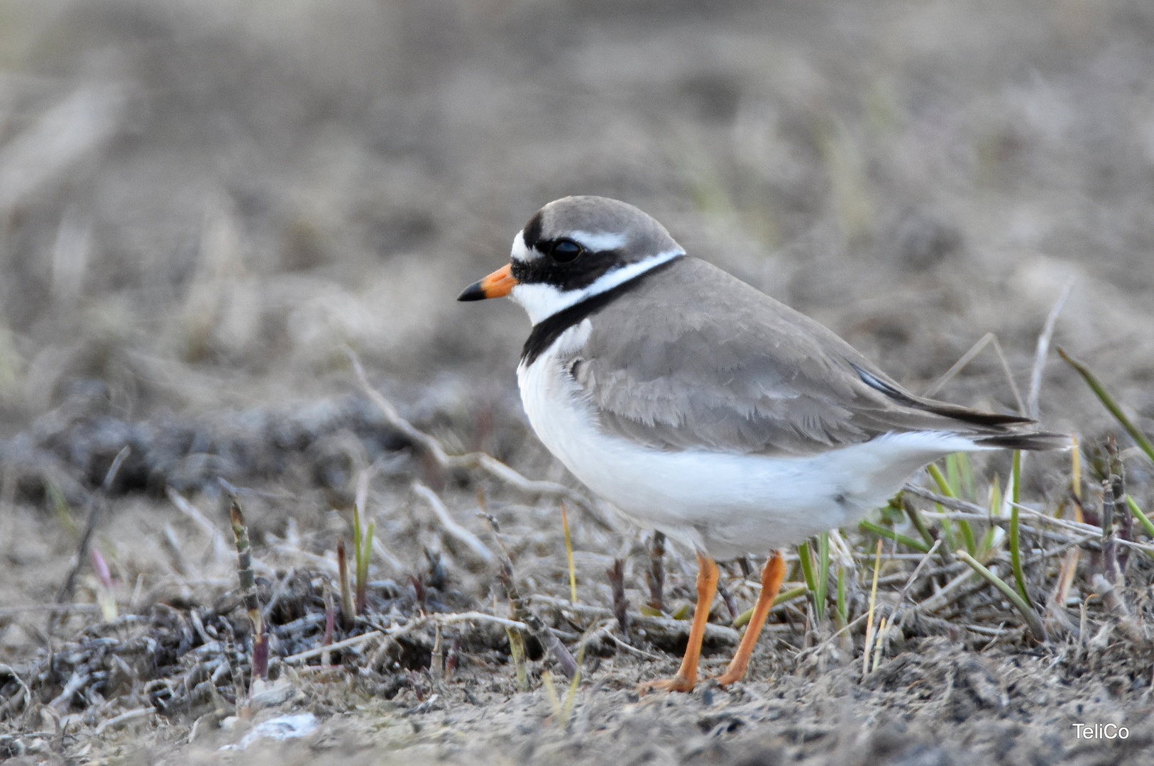Komatni deževnik/ Charadrius hiaticula by Drago