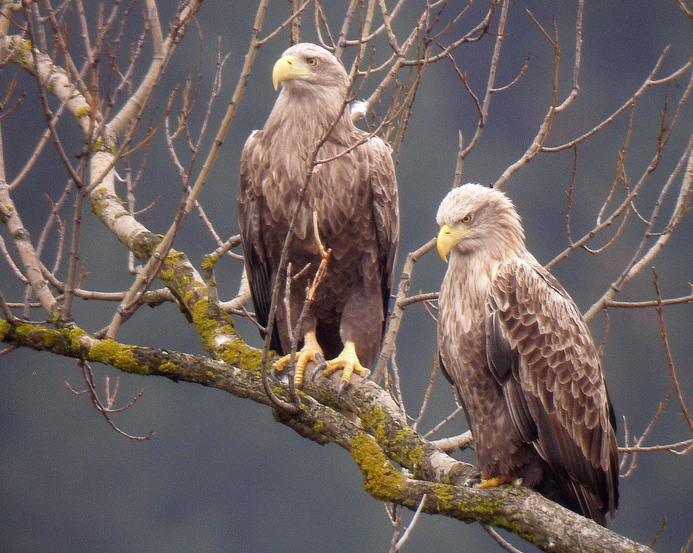 Belorepca- par/ Haliaeetus albicilla by Drago