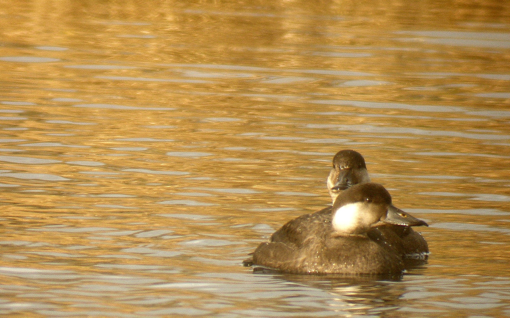 Črna raca/ Melanitta nigra by Drago
