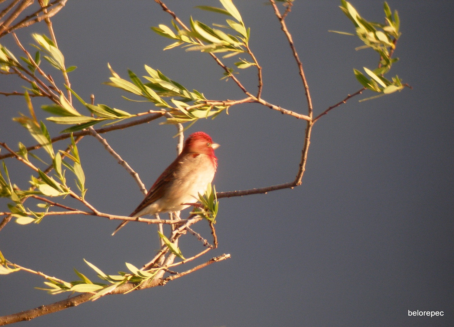 Škrlatec/ Carpodacus erythrinus by Drago