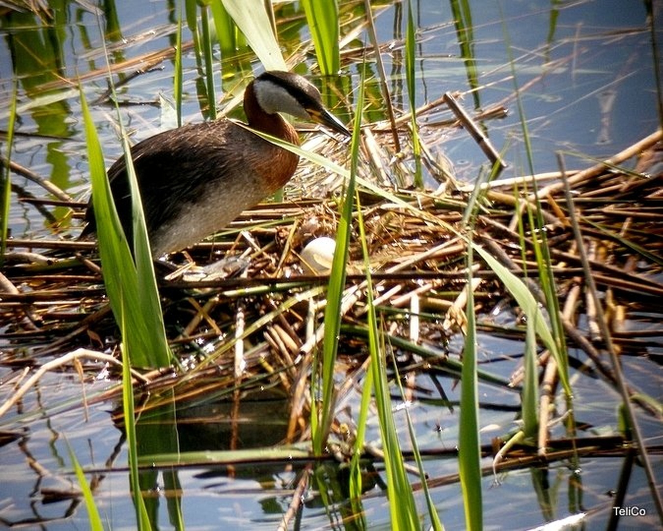 Rjavovrati ponirek/ Podiceps grisegena by Drago
