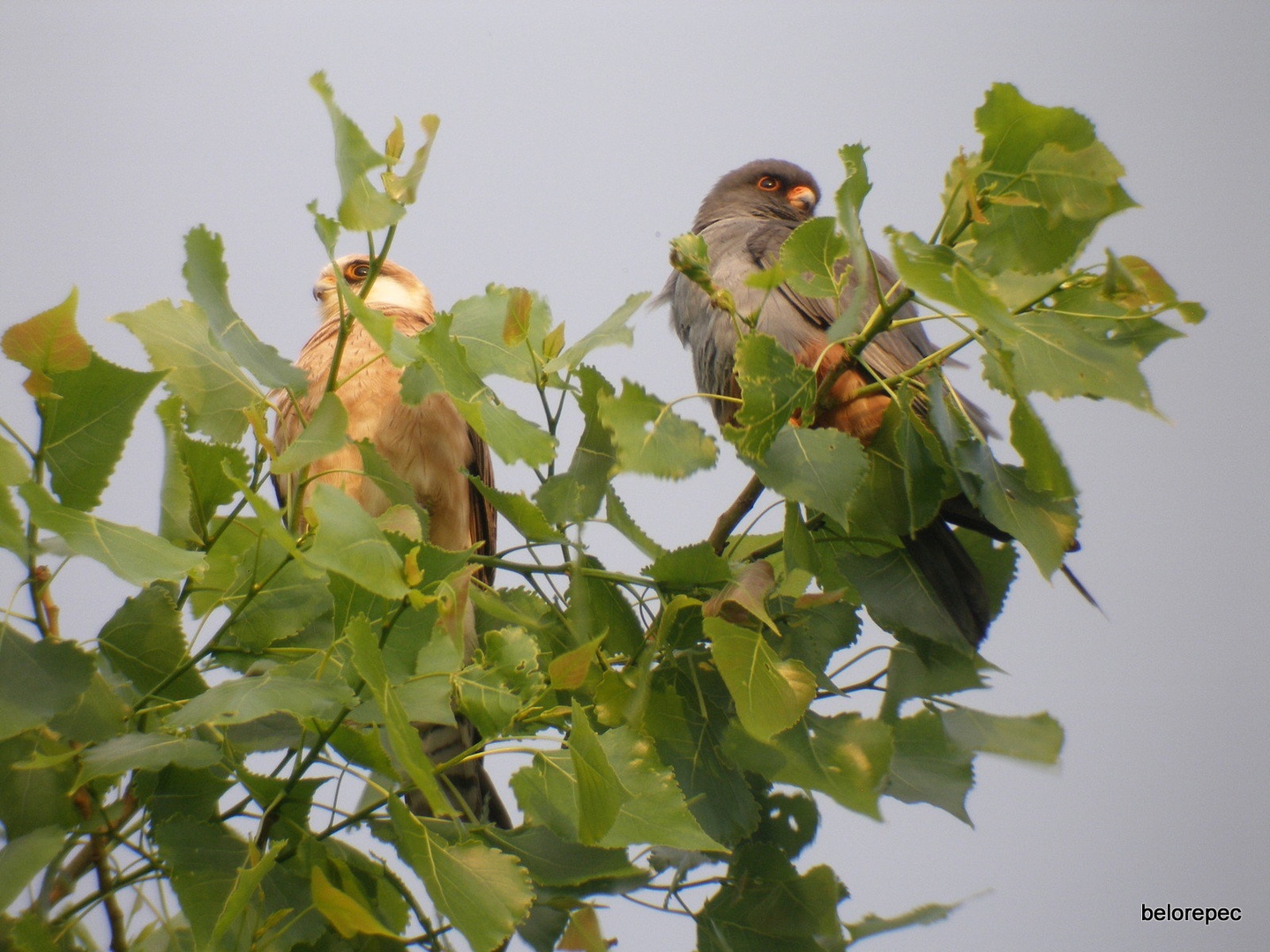 Rdečenoga postovka/ Falco vespertinus by Drago