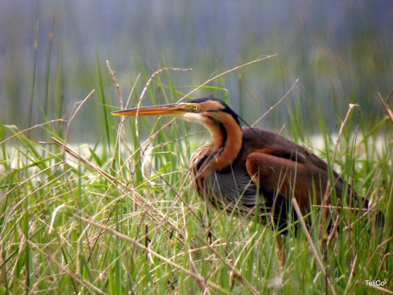 Rjava čaplja/ Ardea purpurea by Drago