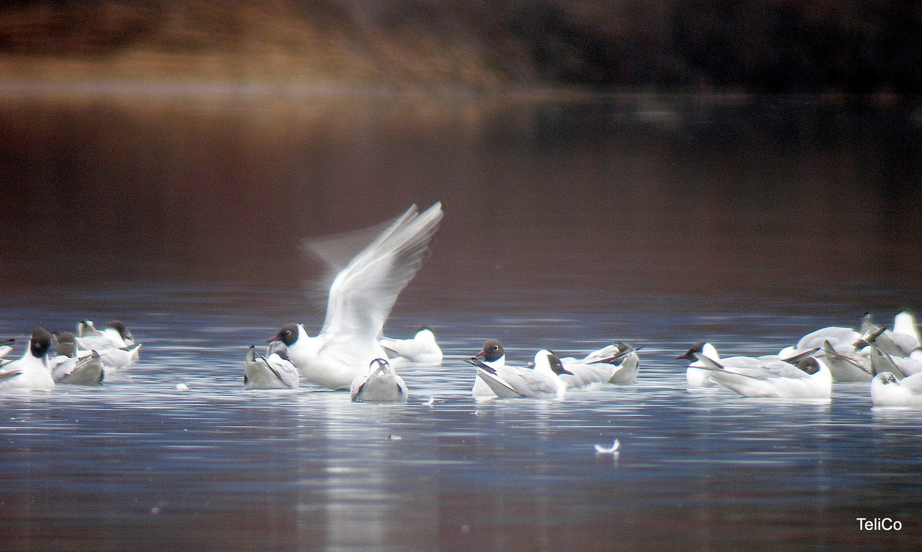 Rečni galebi/ Larus ridibundus by Drago