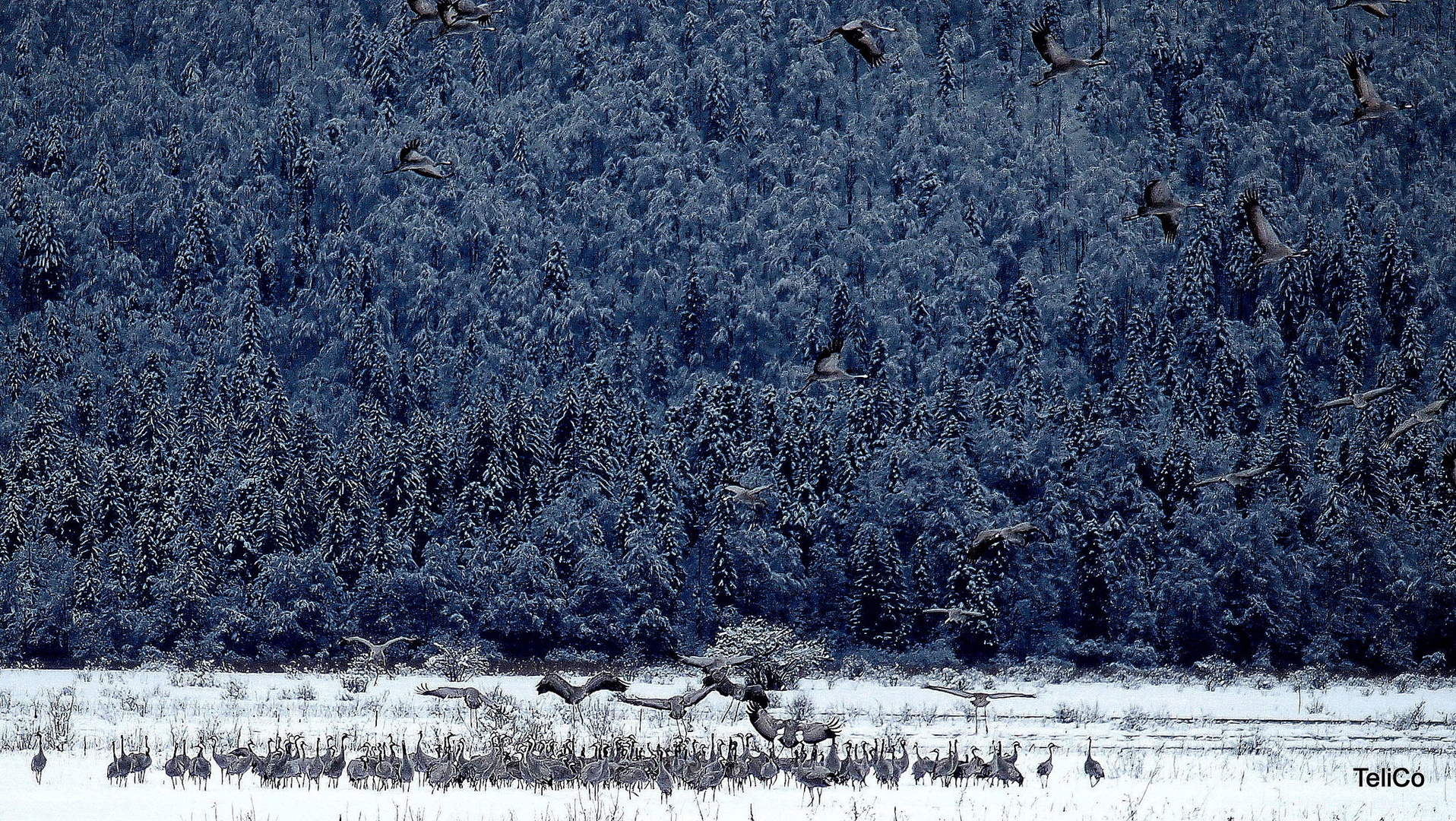 Sivi žerjavi/ Grus grus by Drago