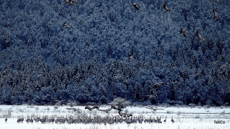Sivi žerjavi/ Grus grus by Drago