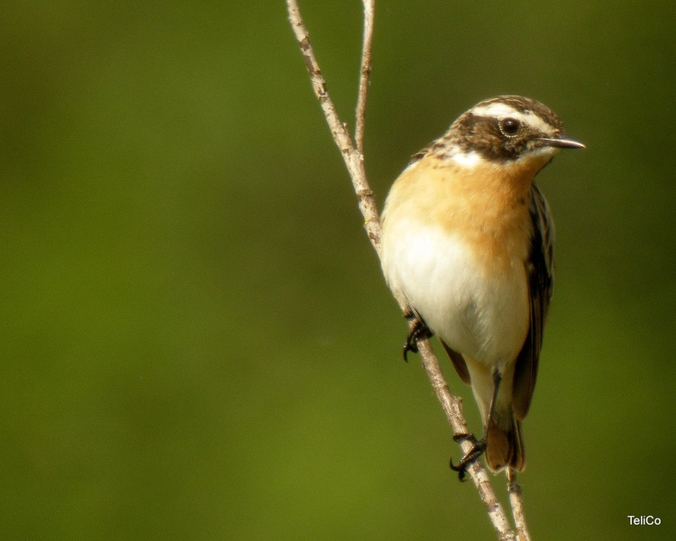 Repaljščica/ Saxicola rubetra by Drago