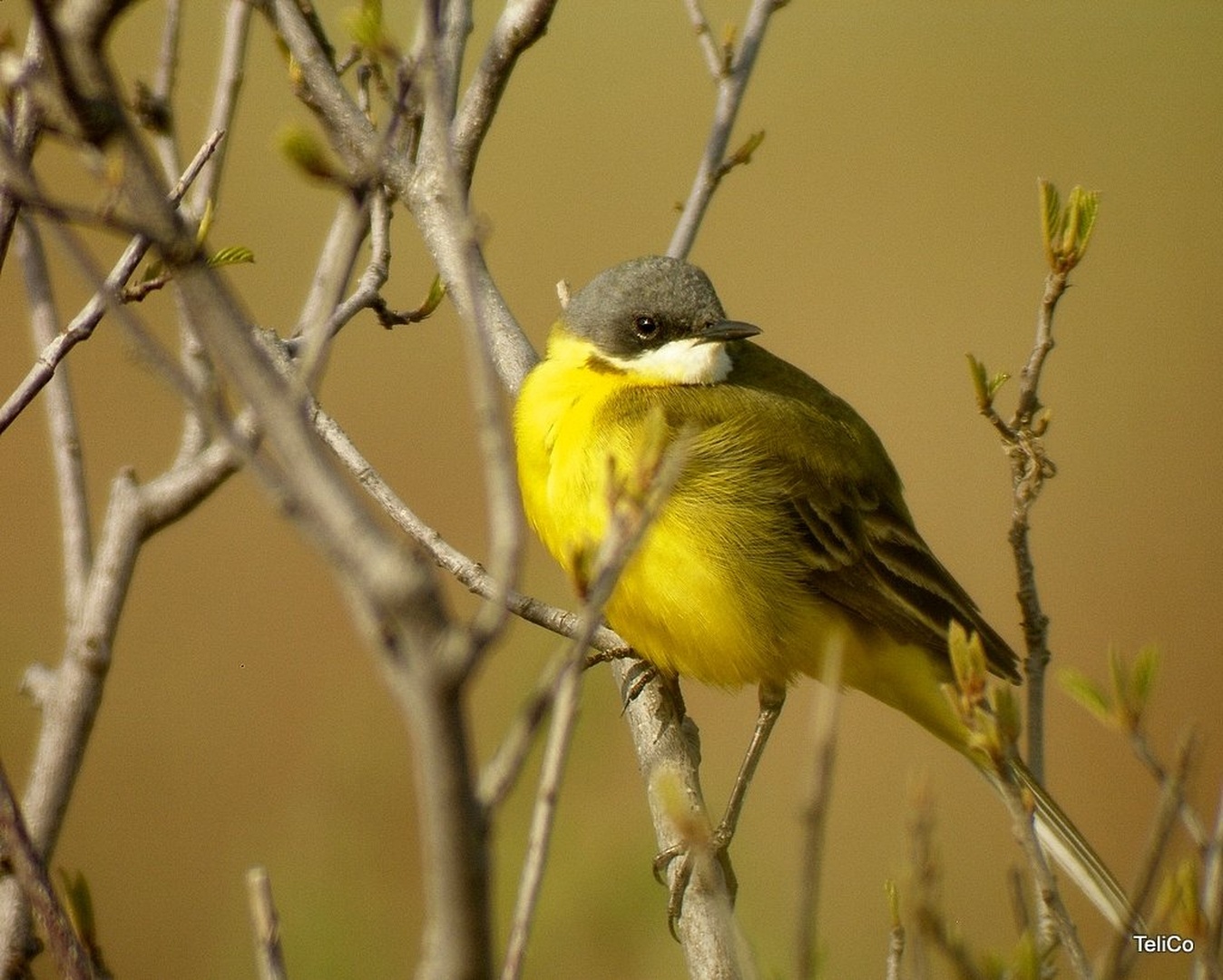 Rumena pastirica/ Motacilla flava cinereoc by Drago