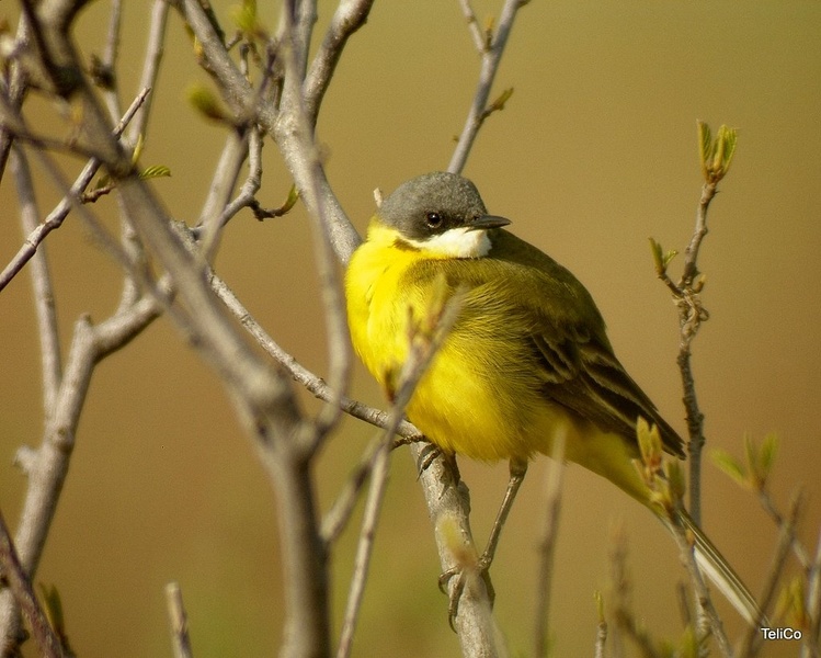 Rumena pastirica/ Motacilla flava cinereoc by Drago