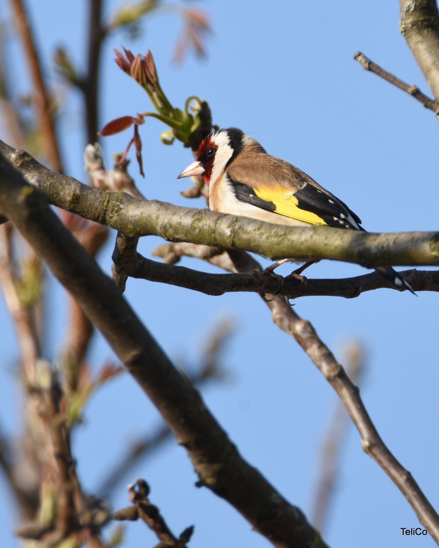 Lišček/ Carduelis carduelis by Drago
