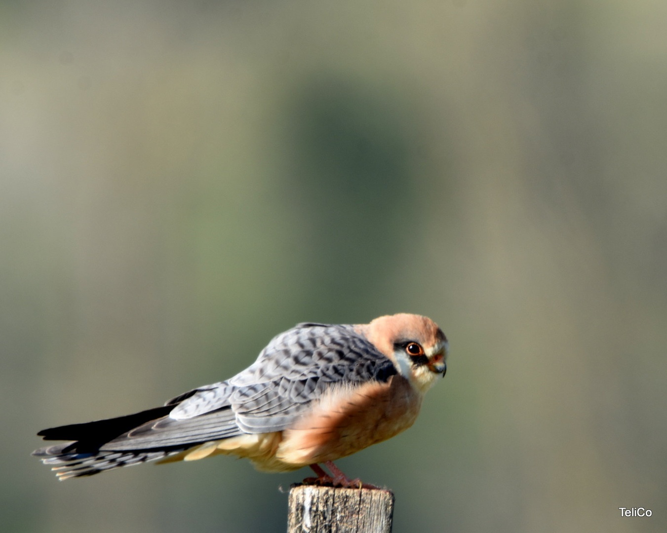 Rdečenoga postovka/ Falco vespertinus by Drago