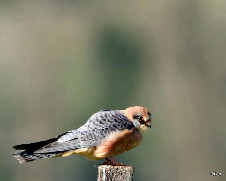 Rdečenoga postovka/ Falco vespertinus by Drago