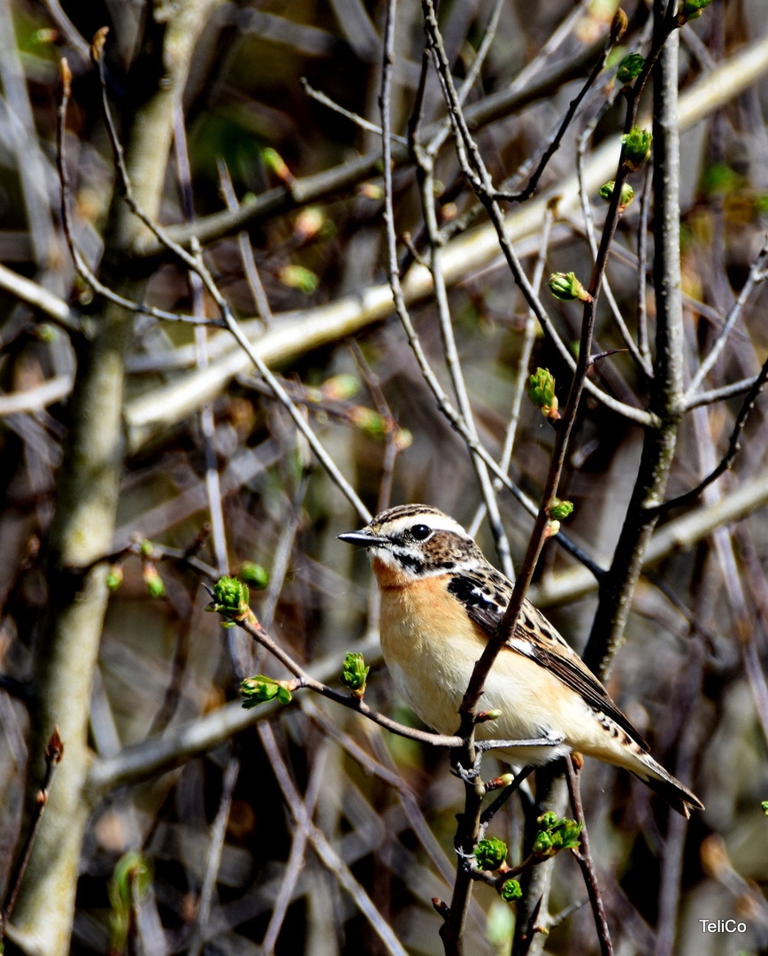 Repaljščica/ Saxicola rubetra by Drago