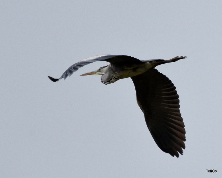 Siva čaplja/ Ardea cinerea by Drago