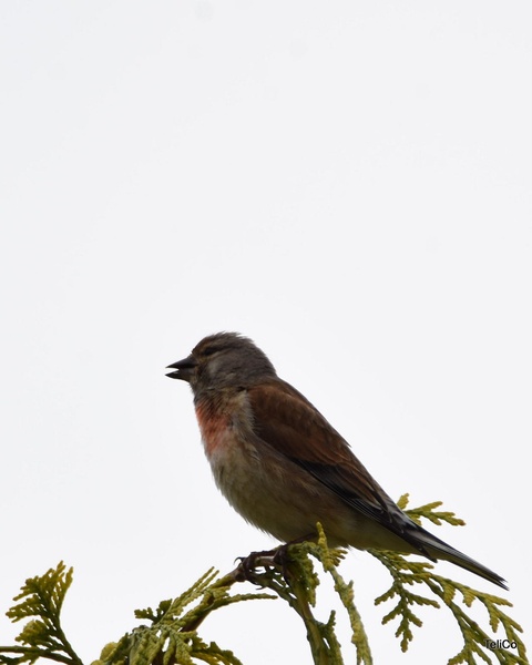 Repnik/ Carduelis cannabina by Drago