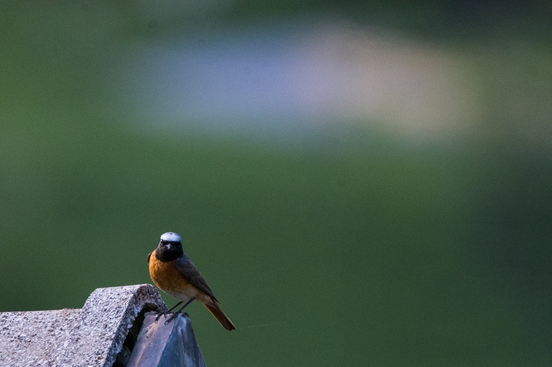 Pogorelcek/ Phoenicurus phoenicurus by Drago