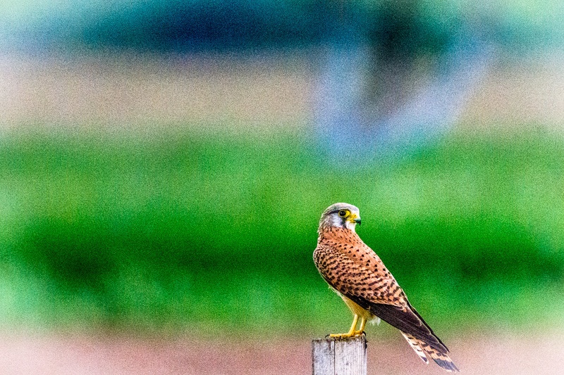 Navadna postovka/ Falco tinnunculus by Drago