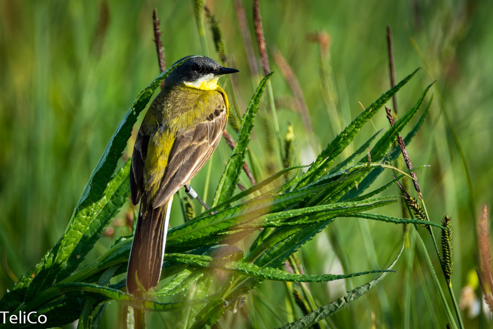 Rumena pastirica/ Motacilla flava feldegg by Drago