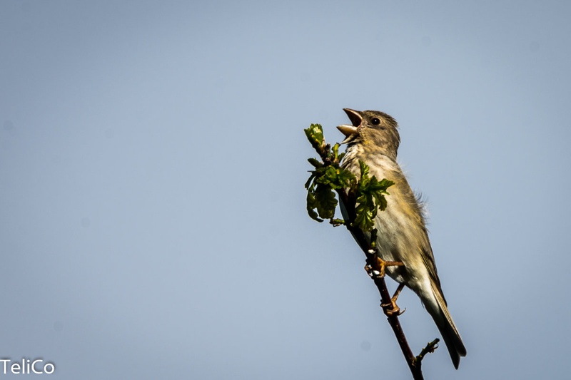 Skrlatec/ Carpodacus erythrinus by Drago