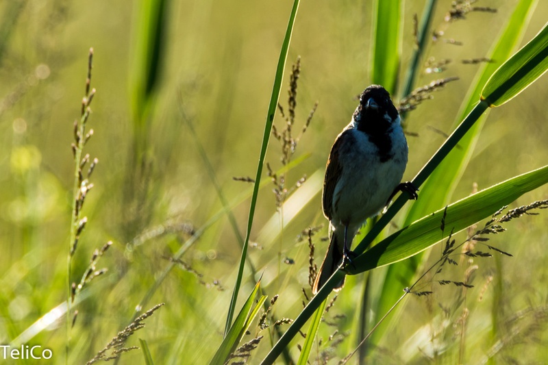 Trstni strnad/ Emberiza schoeniclus by Drago
