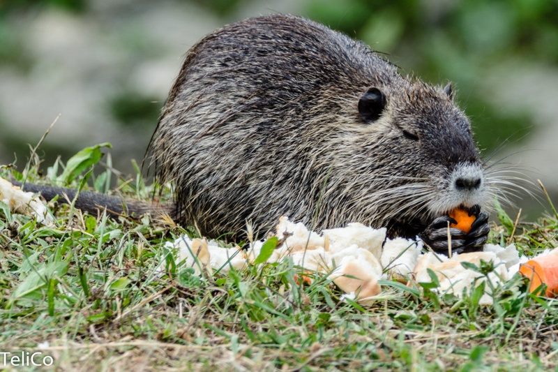Nutrija by Drago