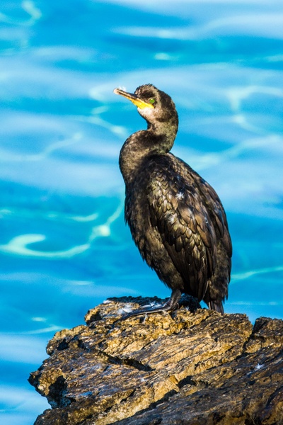 Veliki kormoran by Drago