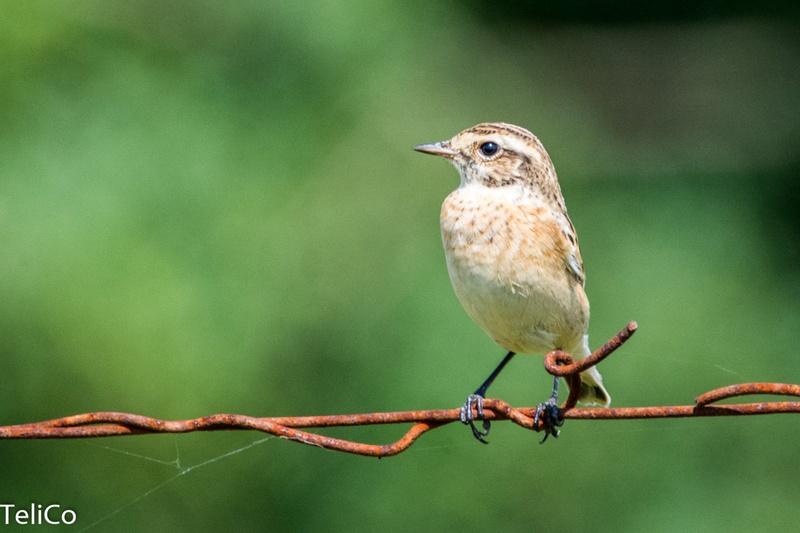 Repaljscica/ Saxicola rubetra by Drago