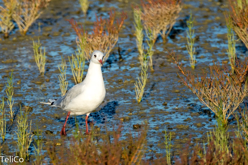 Zalivski galeb/ Larus genei by Drago