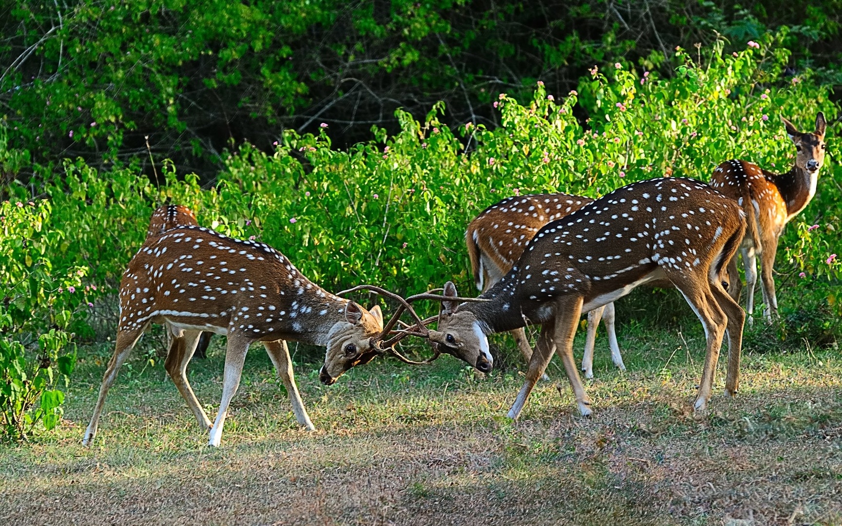 Deers by maka magnolia